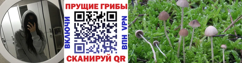 Купить где  Тарко-Сале  Галлюциногенные грибы GOLDEN TEACHER 